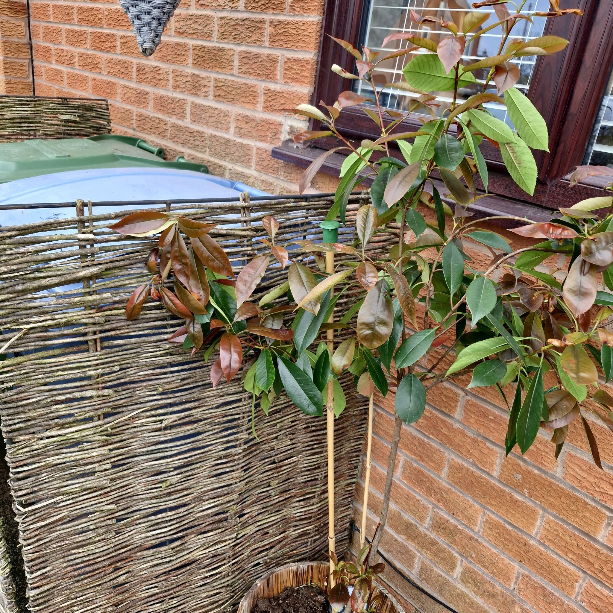 Photo of the plant species Taiwanese Photinia by @SportKatsura51 named Demi on Greg, the plant care app