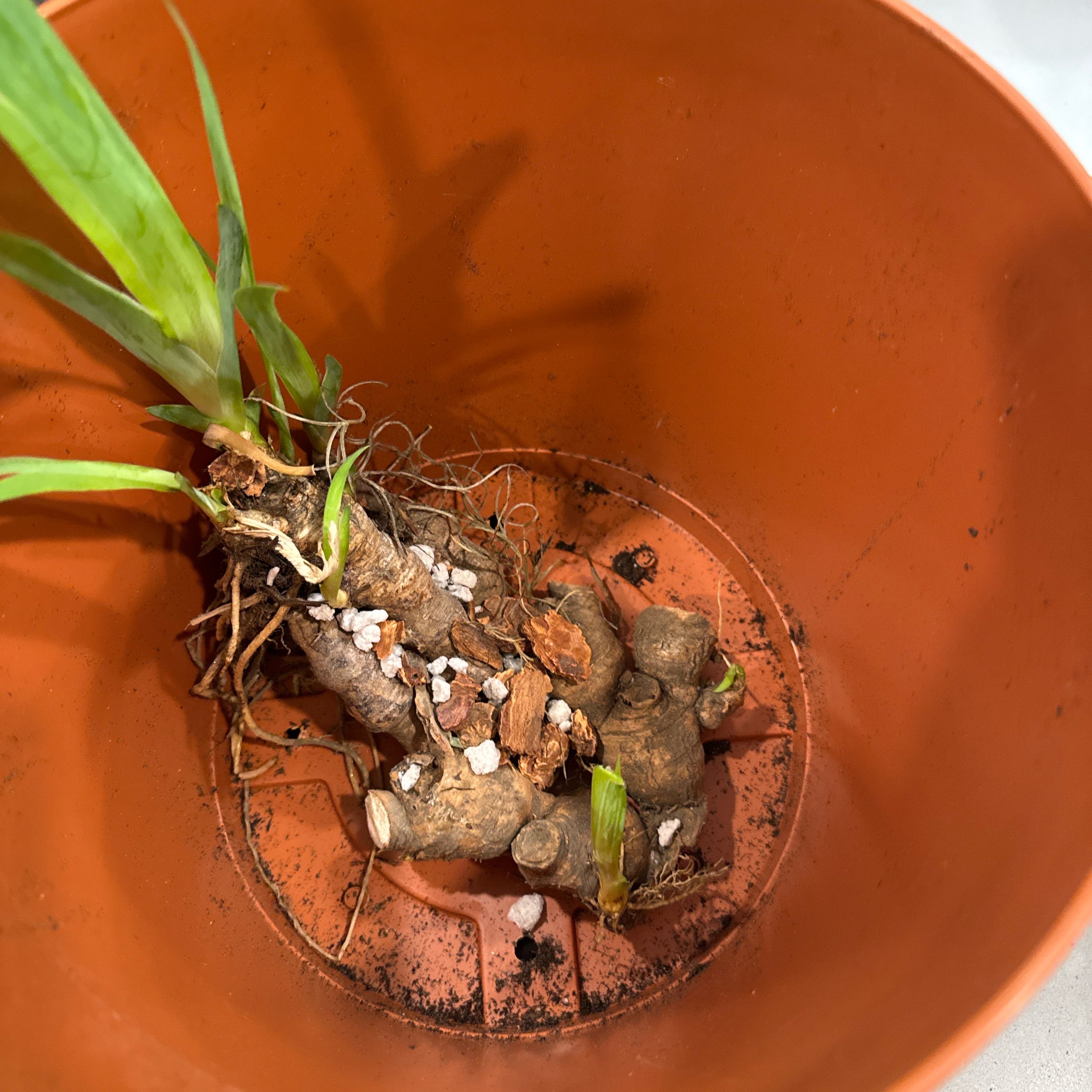 Photo of the plant species Purple Ground Orchid by @FitPignut83 named Shakira on Greg, the plant care app