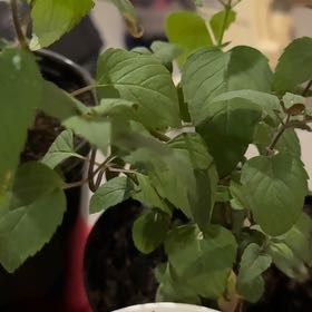 Photo of the plant species Holy Basil (Tulsi) by @FitPignut83 named Rosa on Greg, the plant care app