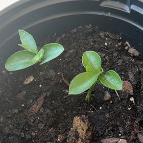 Photo of the plant species Grapefruit Tree by @TotalAlula60 named Diana on Greg, the plant care app