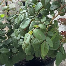 Photo of the plant species True Passion Rose by @KeyRedpine11 named Luna on Greg, the plant care app