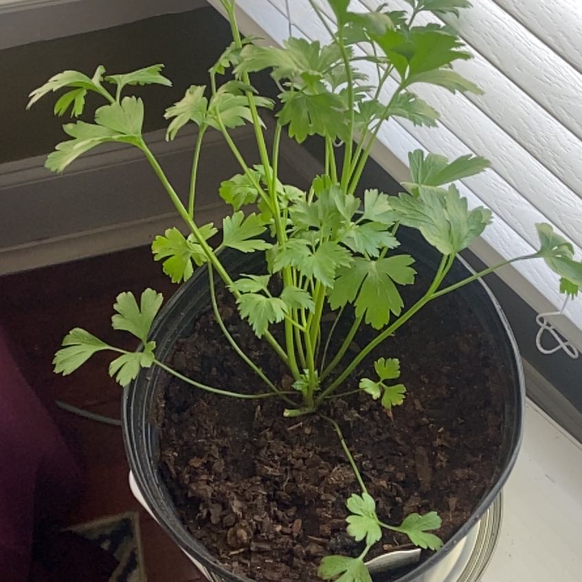 Photo of the plant species Italian Parsley by @NewBonsai7 named Orwell on Greg, the plant care app