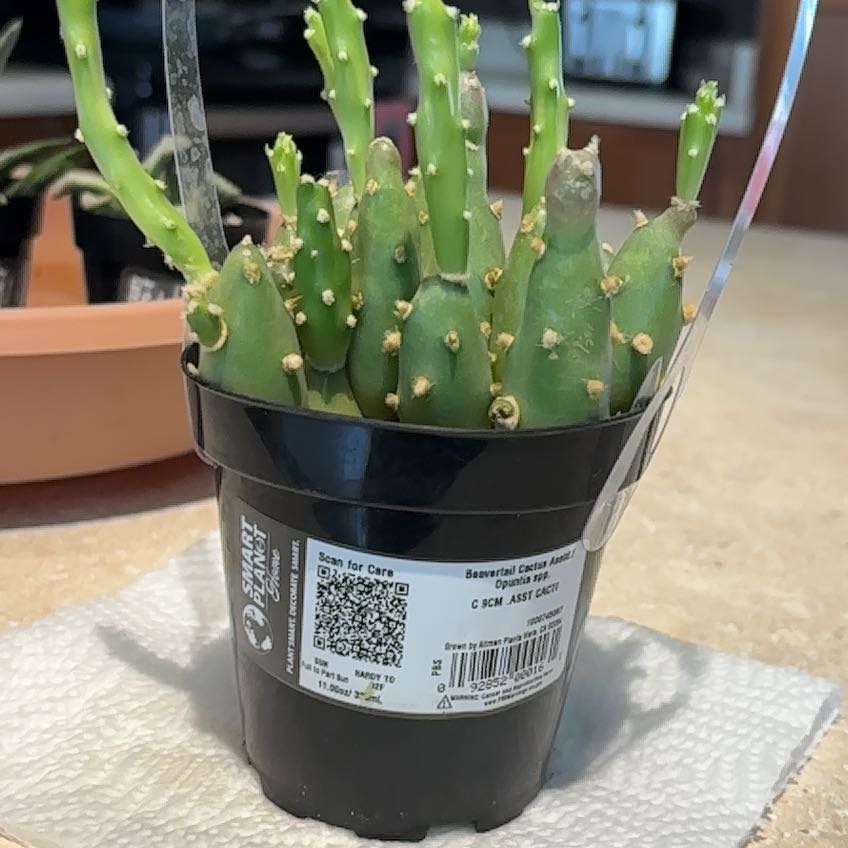 Photo of the plant species Grassland Prickly Pear by @PeppyJavafern60 named Forrest on Greg, the plant care app