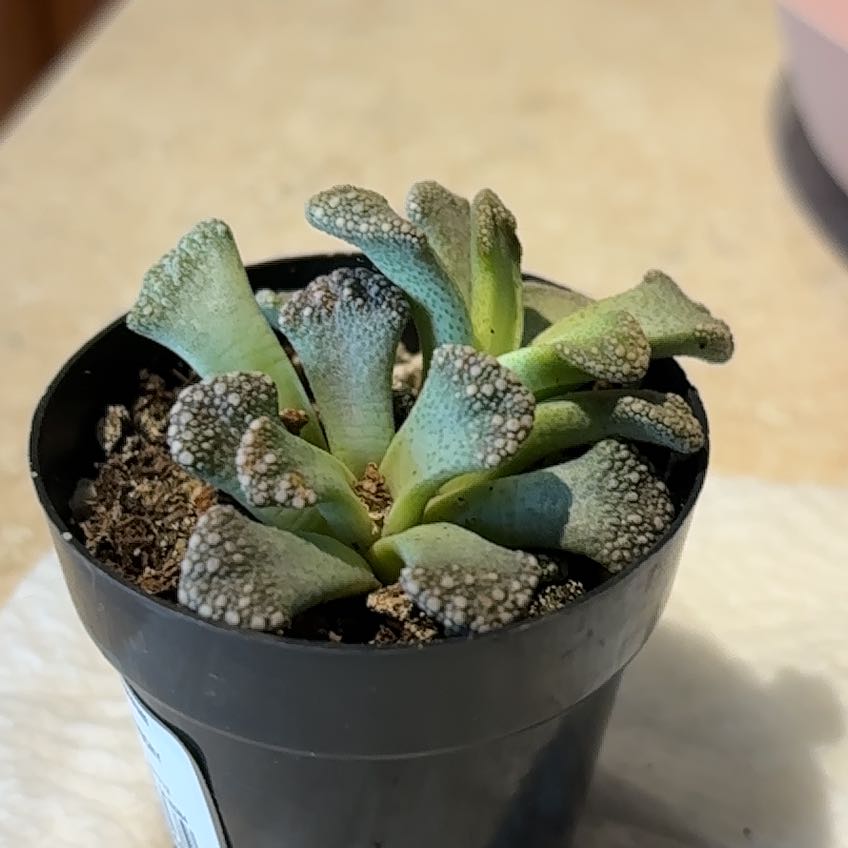 Photo of the plant species Assorted Titanopsis by @PeppyJavafern60 named Bigleef Smalls on Greg, the plant care app