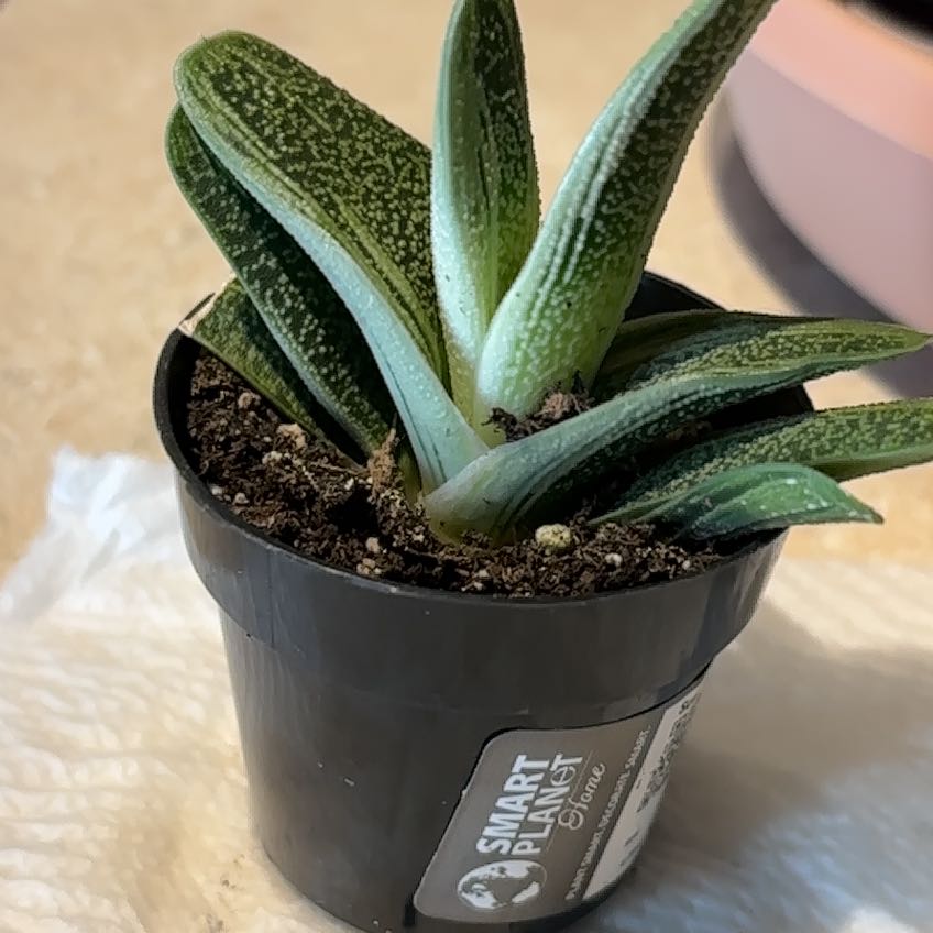 Photo of the plant species Gasteria 'Little Warty' by @PeppyJavafern60 named Rihanna on Greg, the plant care app