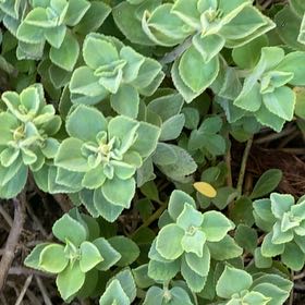 Photo of the plant species Plectranthus Neochilus by @HonestMira94 named Bruce Lee on Greg, the plant care app