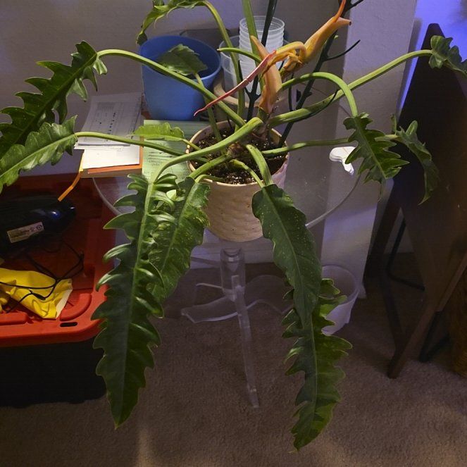Photo of the plant species Ring Of Fire by @WinBibi32 named Phil on Greg, the plant care app