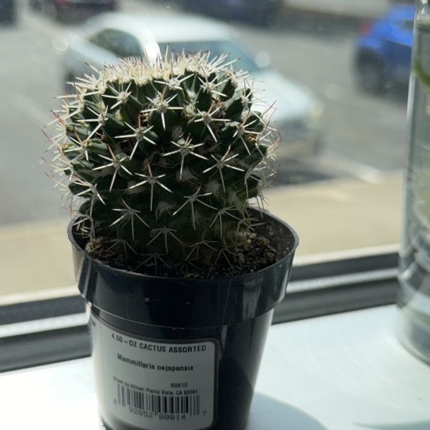 Photo of the plant species Silver Arrows Cactus by @CleanWasabi61 named Queen on Greg, the plant care app