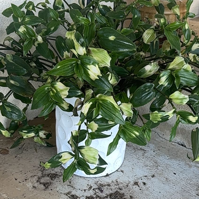 Photo of the plant species Tradescantia Blushing Bride by @LightDateplum31 named Anne on Greg, the plant care app