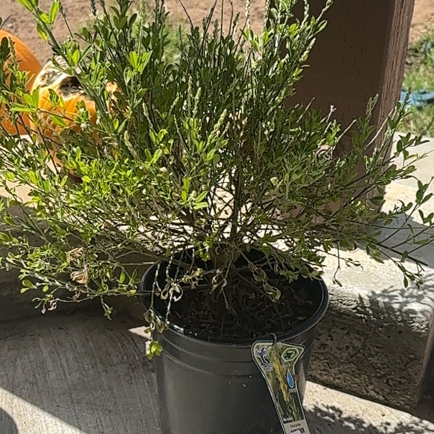 Photo of the plant species Broom by @LightDateplum31 named Evil Broom on Greg, the plant care app