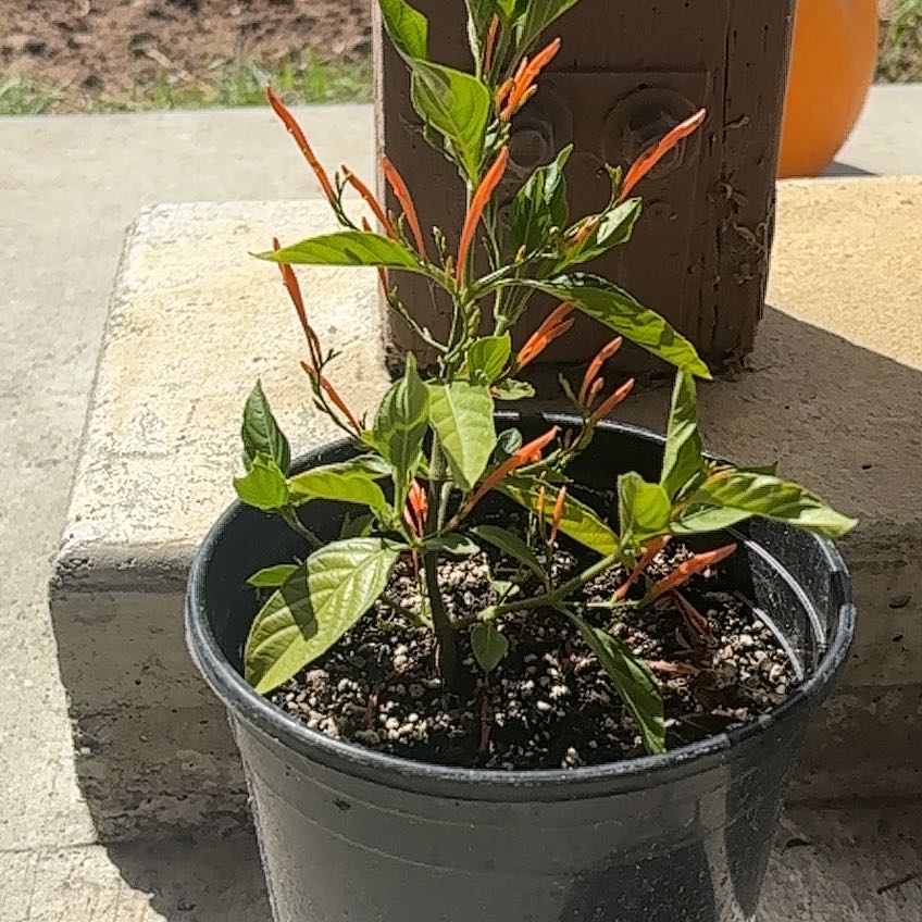 Photo of the plant species Mohintli by @LightDateplum31 named Miel on Greg, the plant care app