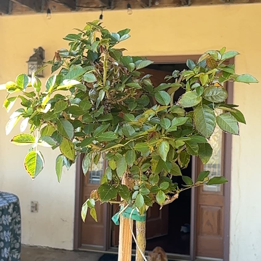 Photo of the plant species Julia Child Rose by @LightDateplum31 named Julia on Greg, the plant care app