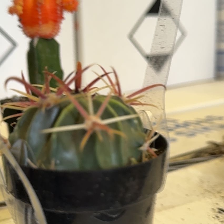 Photo of the plant species Eagle Claw by @YardApple59 named Curie on Greg, the plant care app