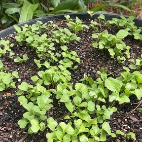 Photo of the plant species Radish by @SwellKingfern4 named Willow on Greg, the plant care app