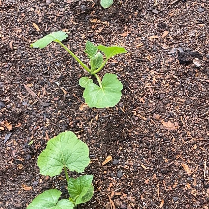 Photo of the plant species Summer Squash by @SwellKingfern4 named Homer on Greg, the plant care app