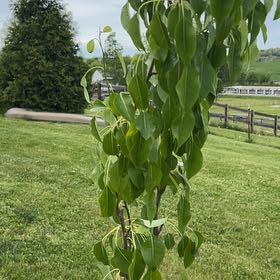 Photo of the plant species Common Pear by @MajorKanna8 named ChloroPhil on Greg, the plant care app