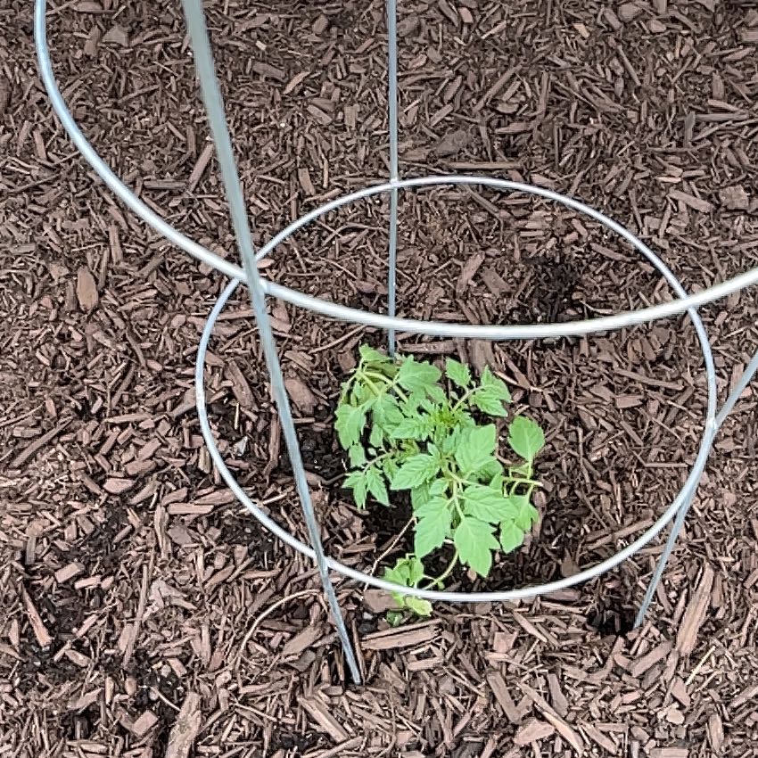 Photo of the plant species Cherry Tomato by @DaringAgave23 named Tommie on Greg, the plant care app