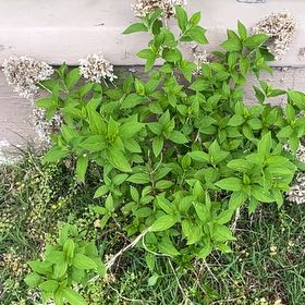 Photo of the plant species Panicle Hydrangea by @DaringAgave23 named Bigleef Smalls on Greg, the plant care app