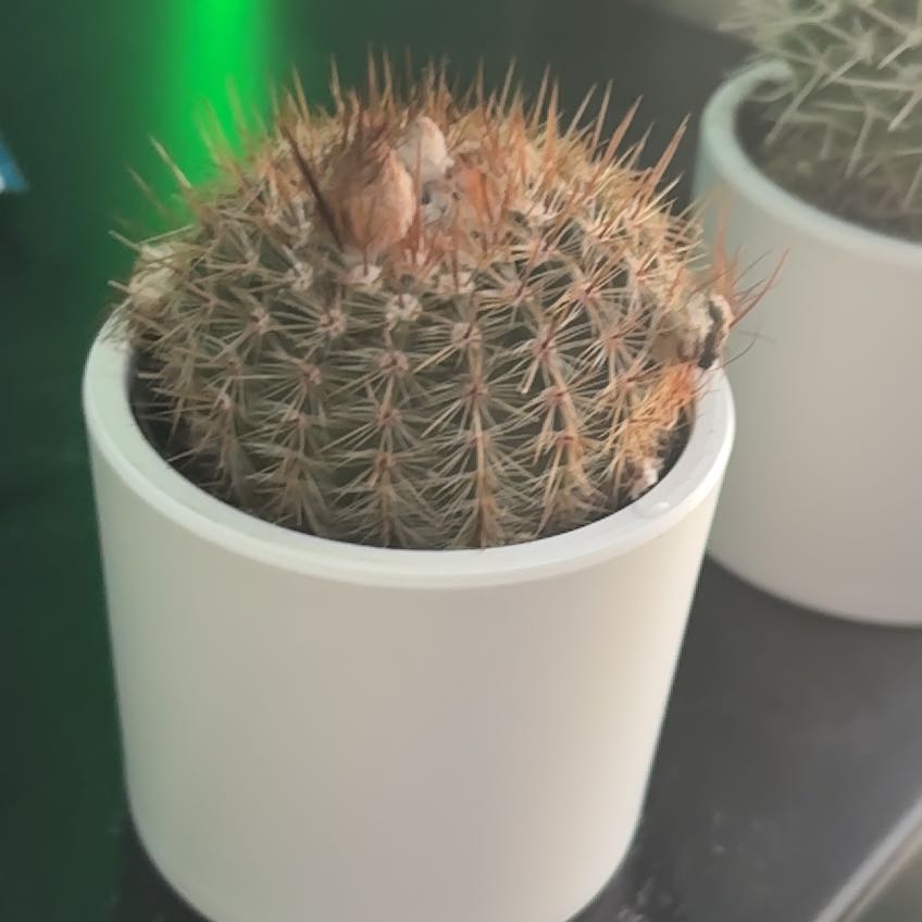Photo of the plant species Cinnamon Cactus by @BoldGrasspea84 named Spike Leaves on Greg, the plant care app