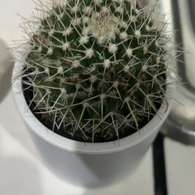 Photo of the plant species Silver Arrows Cactus by @BoldGrasspea84 named Zeus on Greg, the plant care app