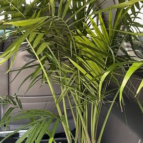 Photo of the plant species Hoya 'Rebecca' by @BoldGrasspea84 named Fernie Saunders on Greg, the plant care app