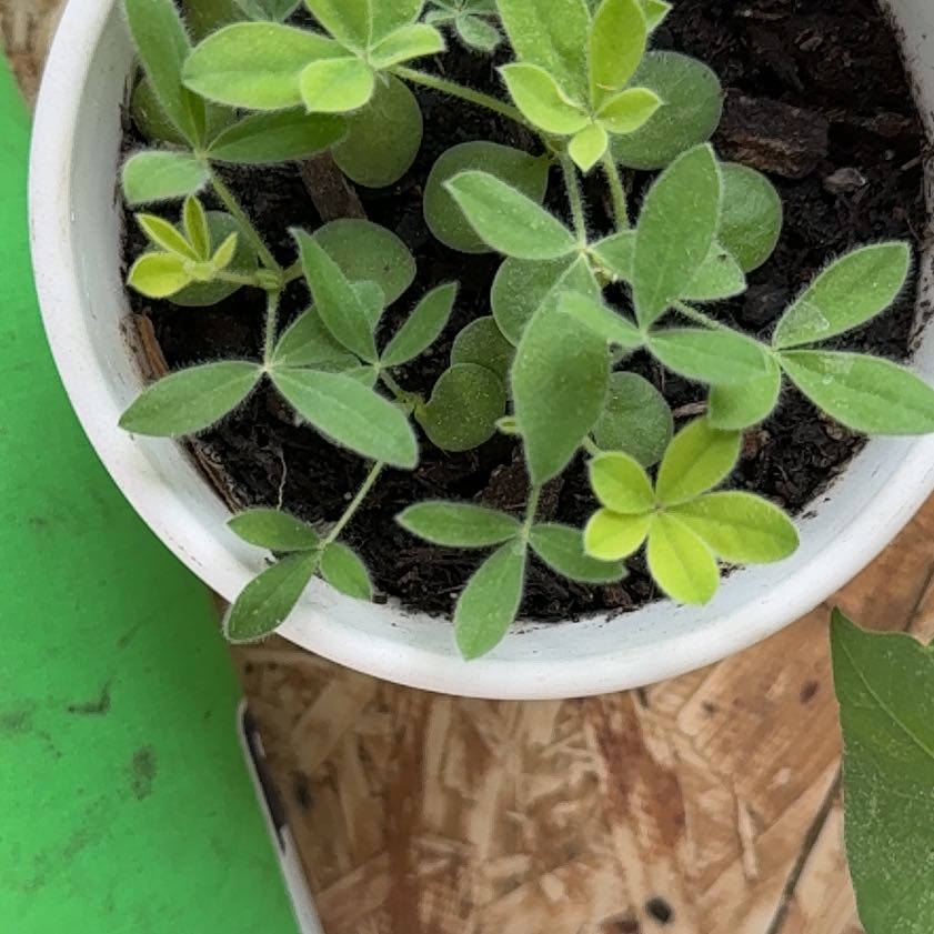 Photo of the plant species Texas Bluebonnet by @AceBaibua13 named Diana on Greg, the plant care app