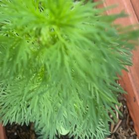 Photo of the plant species Dog Fennel by @FunMastic78 named Sir Plancelot on Greg, the plant care app
