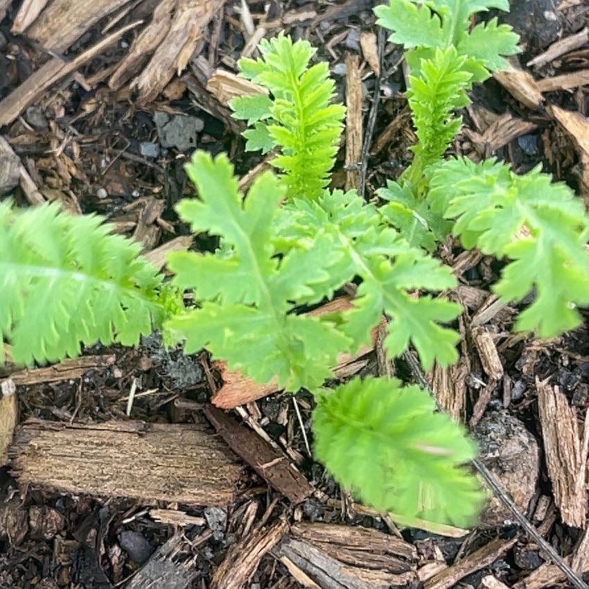 Photo of the plant species April Fool by @FunMastic78 named Aria on Greg, the plant care app