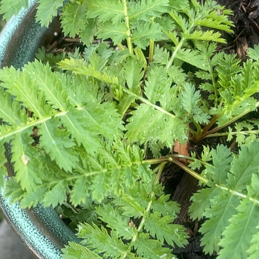 Photo of the plant species Wild Carrot by @FunMastic78 named Sigmund on Greg, the plant care app