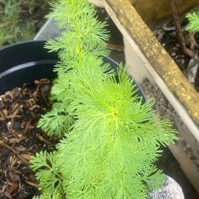 Photo of the plant species Common Fennel by @FunMastic78 named Nithin on Greg, the plant care app