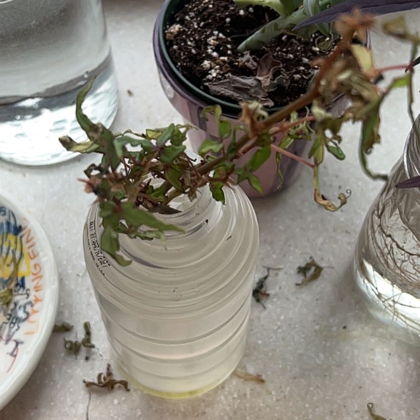 Photo of the plant species maple leaf begonia by @AlacritousRye named Bigleef Smalls on Greg, the plant care app