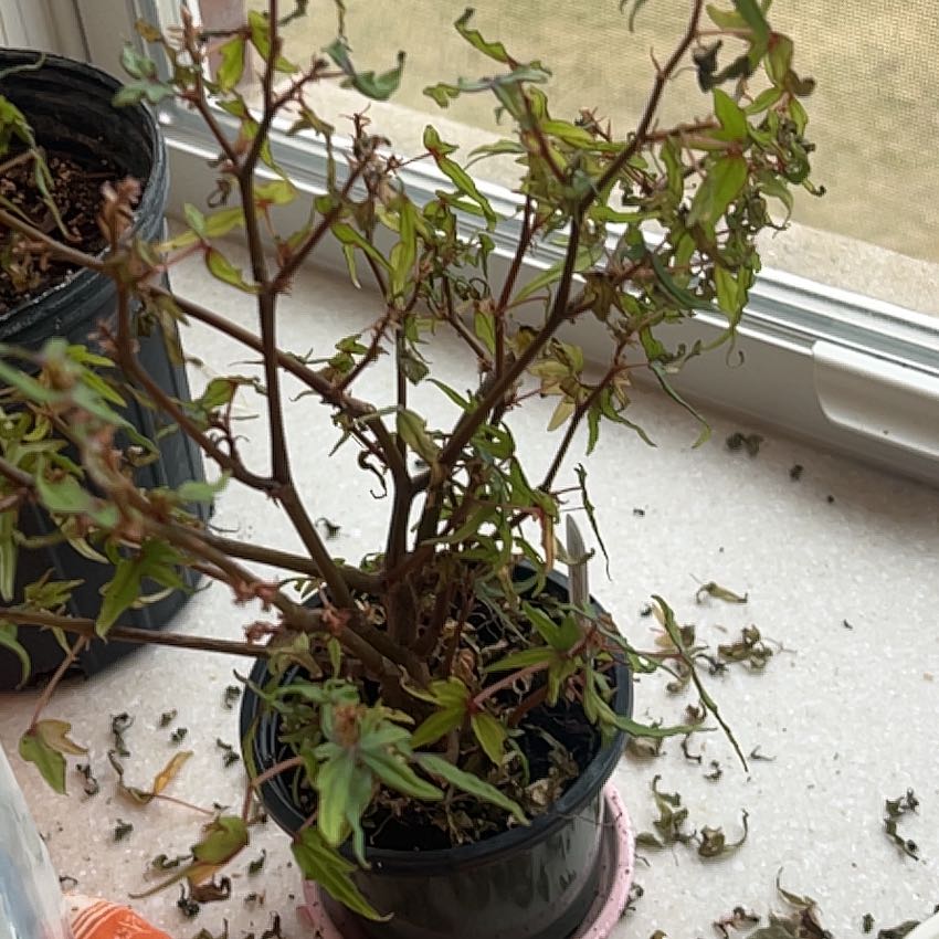 Photo of the plant species maple leaf begonia by @AlacritousRye named Madonna on Greg, the plant care app