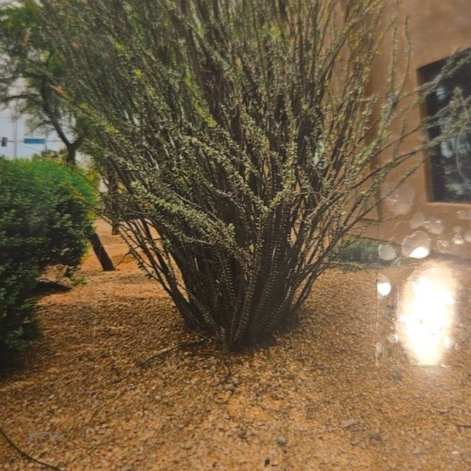 Photo of the plant species Ocotillo by @FullHautree27 named Bigleef Smalls on Greg, the plant care app