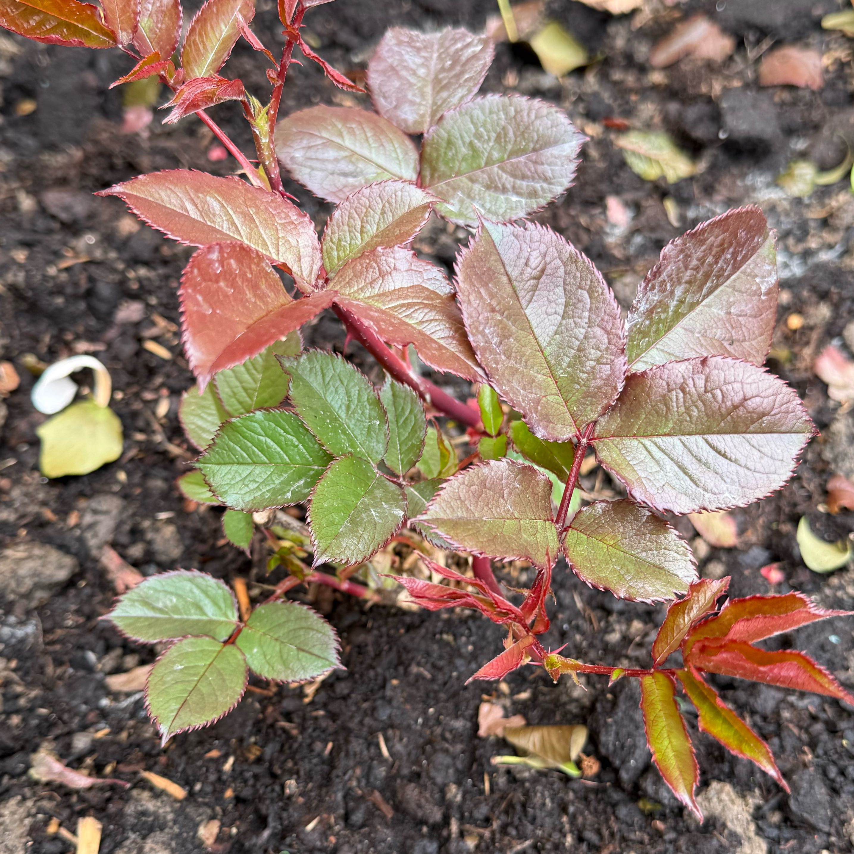 Photo of the plant species Rosa 'Doris Tysterman' by @DeanMakole58 named Curie on Greg, the plant care app