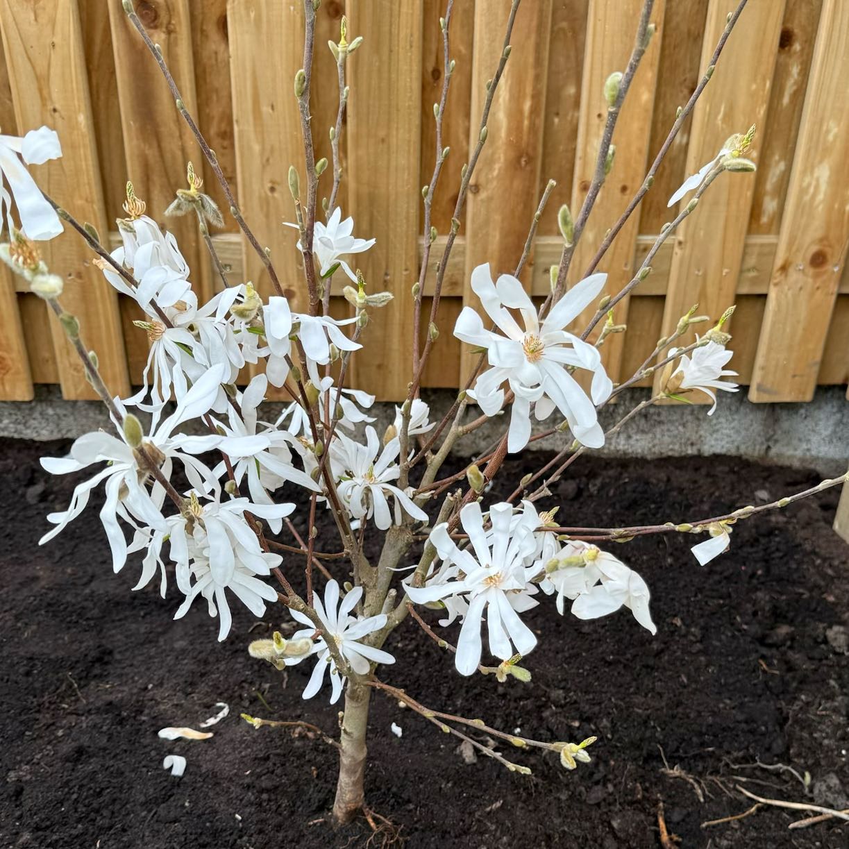 Photo of the plant species Star magnolia by @DeanMakole58 named Sage on Greg, the plant care app