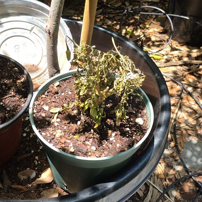 Photo of the plant species French Marigold by @HonestWorm57 named Sanders on Greg, the plant care app