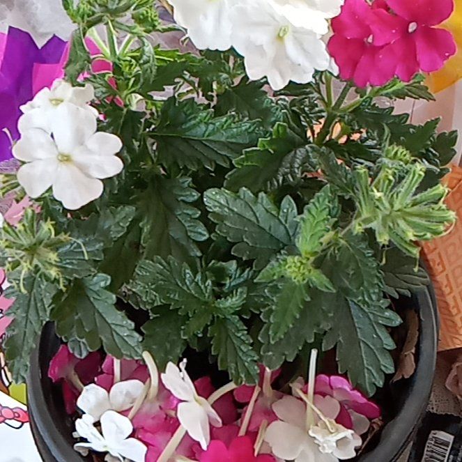 Photo of the plant species Goodding's Verbena by @JoyousGrass85 named Lola on Greg, the plant care app