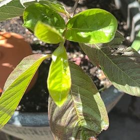 Photo of the plant species Guava Tree by @BoldPhlox21 named Gobi on Greg, the plant care app