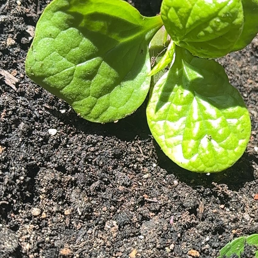 Photo of the plant species Malabar Spinach by @BoldPhlox21 named Diana on Greg, the plant care app