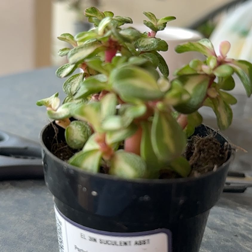 Photo of the plant species Portulacaria afra 'Kaleidoscope' by @BriskRedsky41 named Winston on Greg, the plant care app
