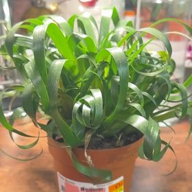 Photo of the plant species Vriesea Carinata by @WhizSapote30 named Cleopatra on Greg, the plant care app