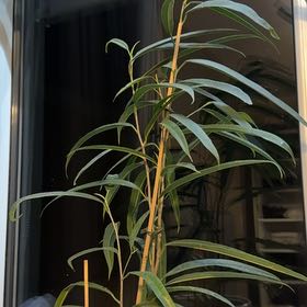 Photo of the plant species Ficus Alii by @WhizSapote30 named Kesha on Greg, the plant care app