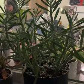 Photo of the plant species Turquoise Tentacles Curio by @WhizSapote30 named Athena on Greg, the plant care app
