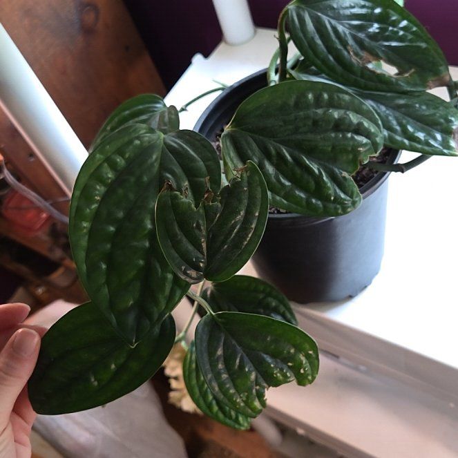 Photo of the plant species obliqua peru by @SoulfullySalsa0 named Penelope on Greg, the plant care app