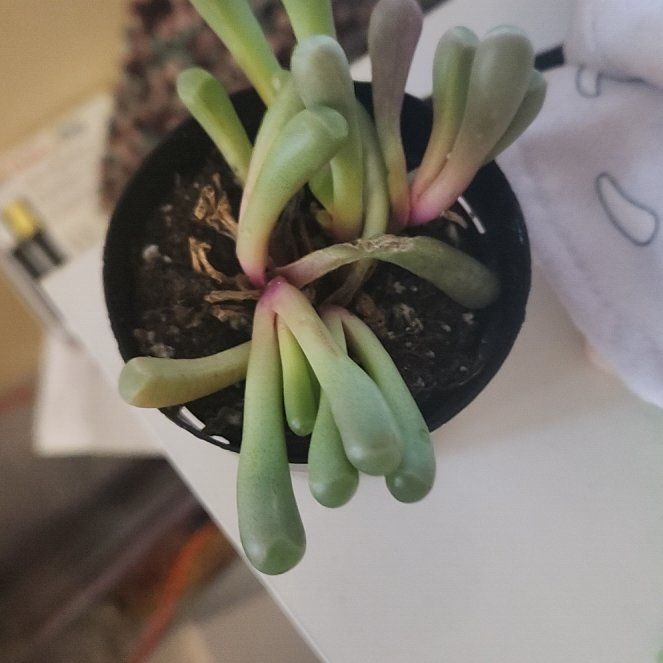 Photo of the plant species Baby Toes by @CozyPuka78 named Tree Diddy on Greg, the plant care app