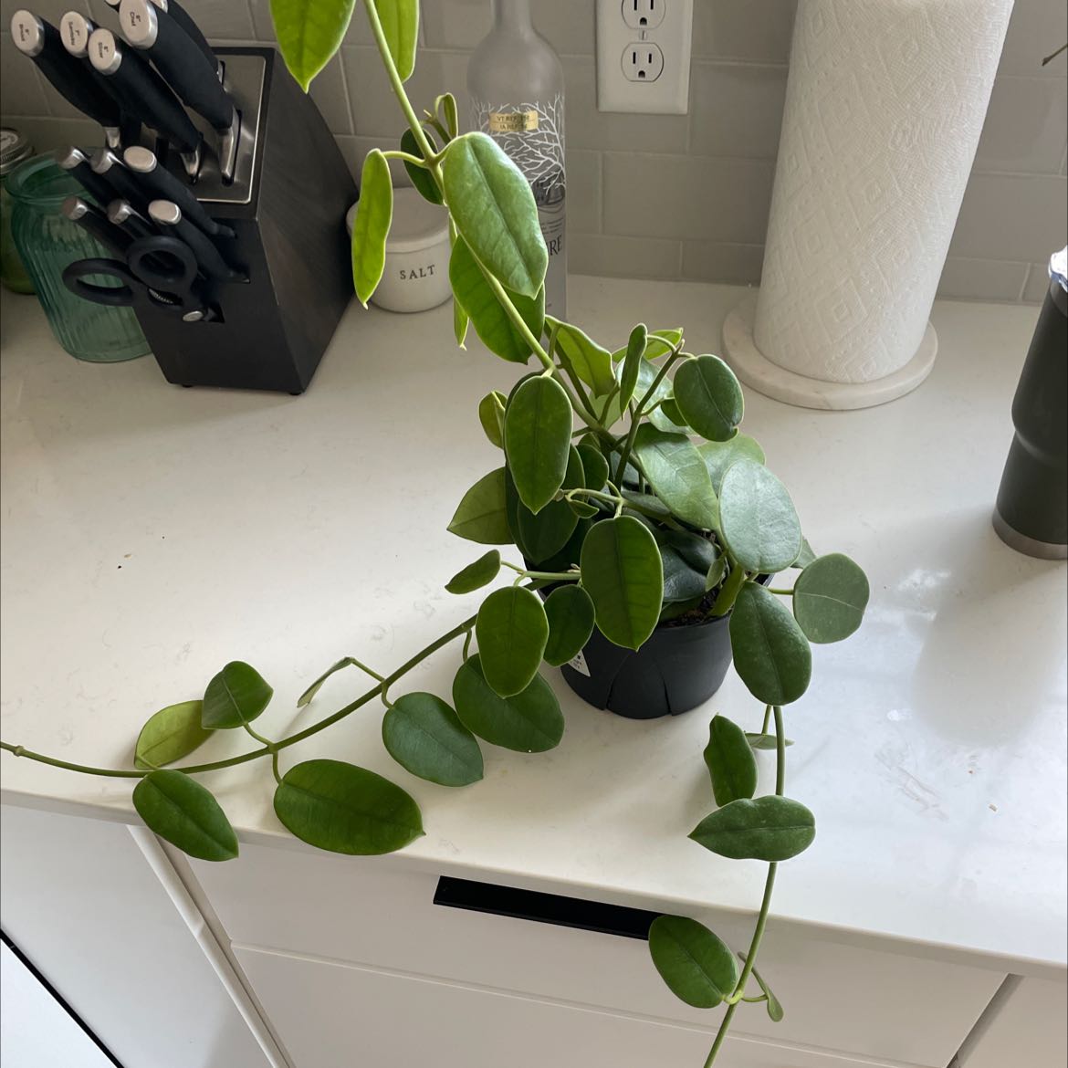 Photo of the plant species Hoya Fuzzy Black by @hannahgearhart named string on Greg, the plant care app