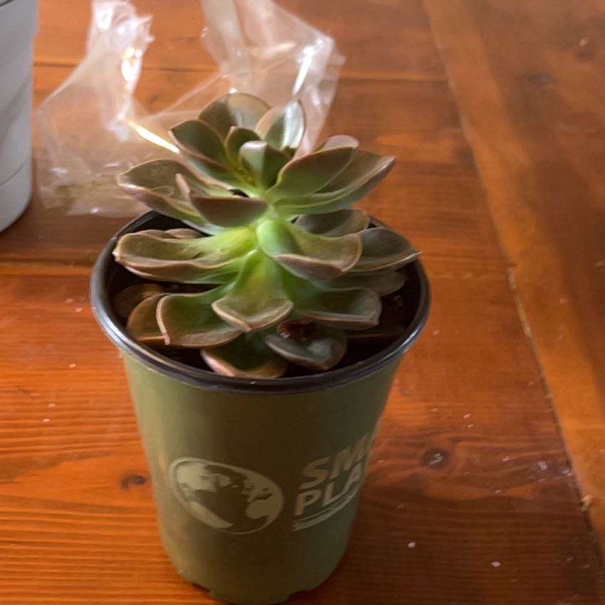 Photo of the plant species Echeveria 'Melaco' by @SportyGinger named Peter Parker on Greg, the plant care app