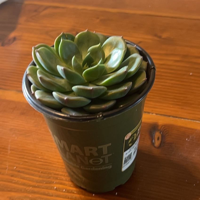 Photo of the plant species Elfstone by @SportyGinger named Bella on Greg, the plant care app