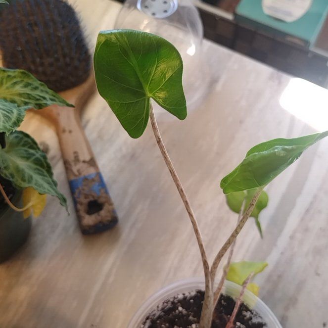 Photo of the plant species Stingray Plant by @NewMedeola68 named Sahara on Greg, the plant care app