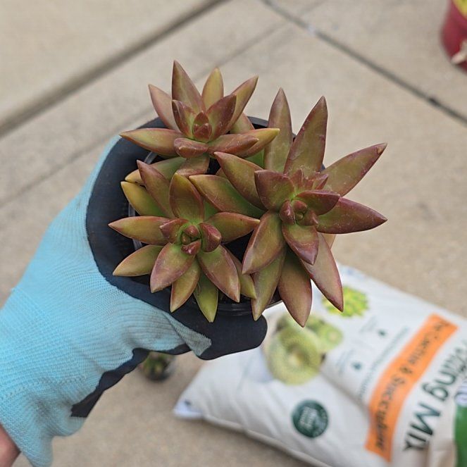 Photo of the plant species Sedum Adolphi by @AthleteBlinks47 named Kylie on Greg, the plant care app